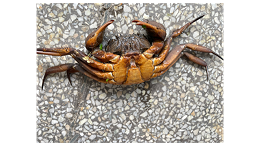 鳜鱼塘口养殖后期抗应激的处理案例