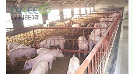猪饲料中添加枯草芽孢杆菌，效果让你难以想象！