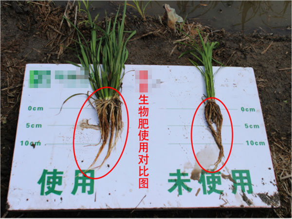 使用江苏绿科枯草芽孢杆菌产品后的生长效果