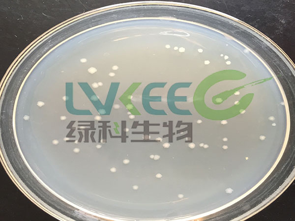 枯草芽孢杆菌菌落图