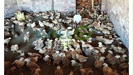 禽畜改善肠道用什么好？