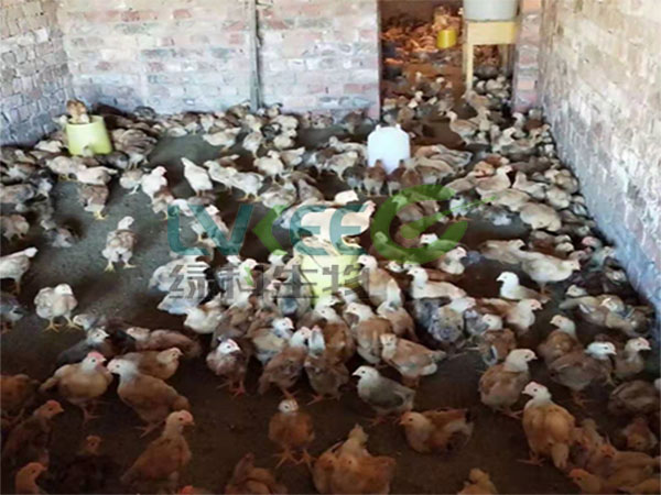 复合益生菌养殖幼苗鸡