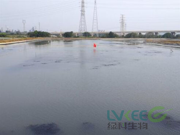 调水长草处理前