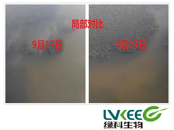 调水长草前后对比图