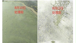 养殖后期老绿水处理，值得一看！