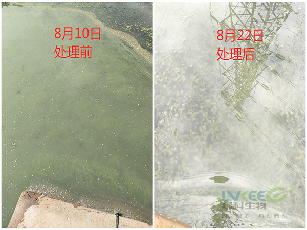 老绿水处理前后对比