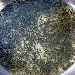 鱼苗鱼种的生活环境，你有了解过吗？