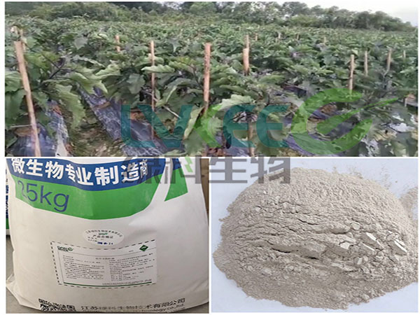 江苏绿科枯草蔬菜种植