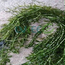 怎么让伊乐藻长白根，绿科帮你解决？