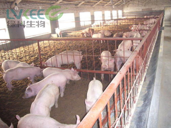 江苏绿科养猪户