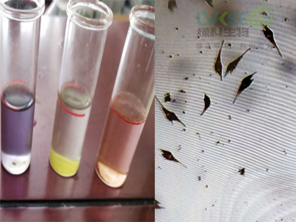 蓝藻引起的红水