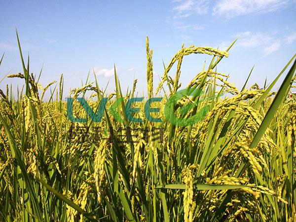 农业种植用枯草芽孢杆菌