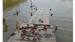 冬雨雪天小龙虾养殖一定要做好这些！