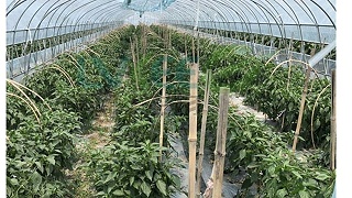 为什么同一块地，第一年瓜果长的好，之后就越来越差了呢？