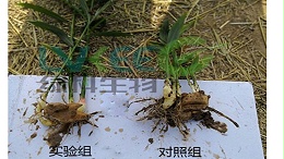 生姜减产，用什么微生物菌剂最好？