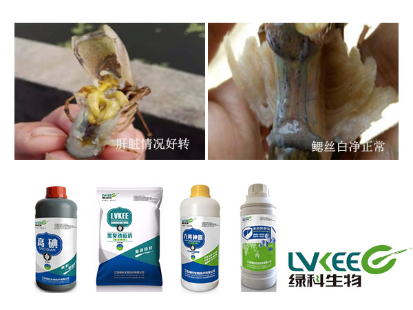 龙虾黑鳃处理后图片