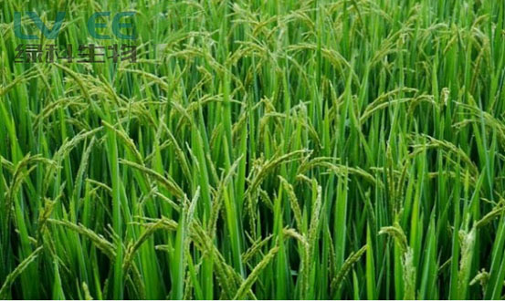 使用江苏绿科生物的产品长出的庄稼