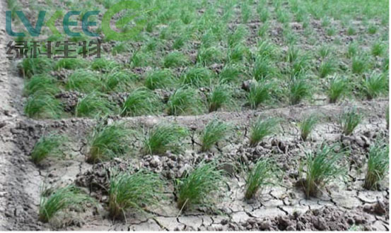 未使用江苏绿科生物的产品庄稼