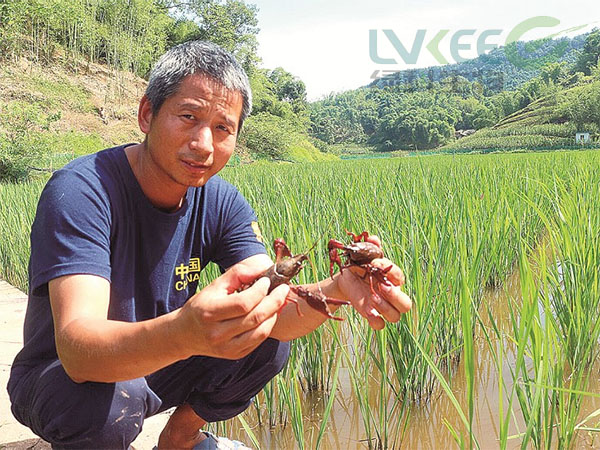 养殖稻田虾 (1)