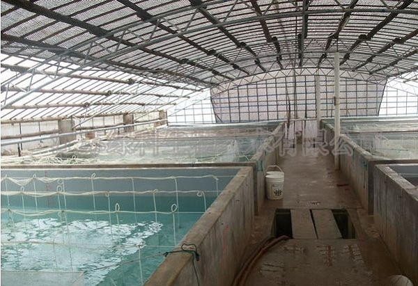 江苏绿科合作伙伴养罗氏沼虾现场图1