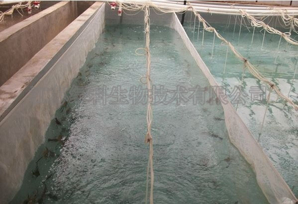 江苏绿科合作伙伴养罗氏沼虾现场图2