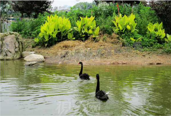 江苏绿科客户使用产品后的效果图3