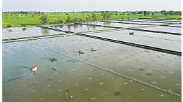 小棚虾苗体色差，活力差？处理案例曝光，3招逆转危机！_副本