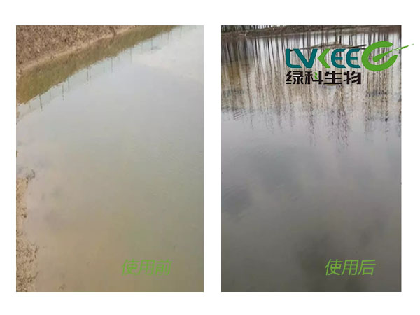 龙虾水质调控前后对比