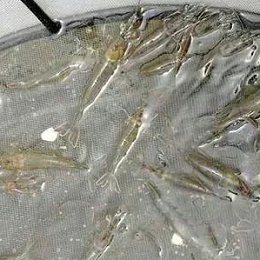 虾池用药八不泼，你都知道吗？