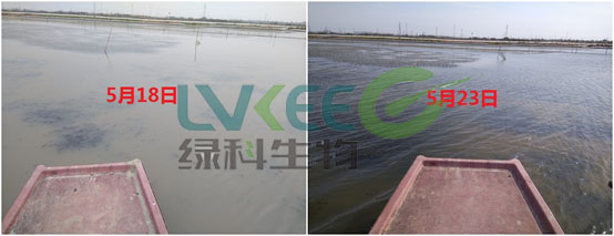 蟹塘浑水处理和未处理