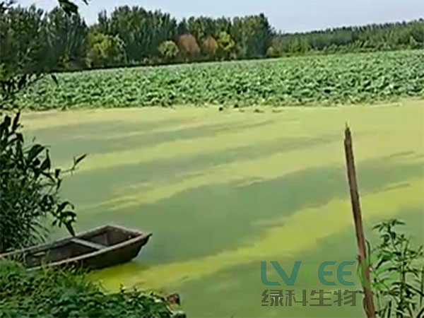 秋季塘口有浮萍未处理前