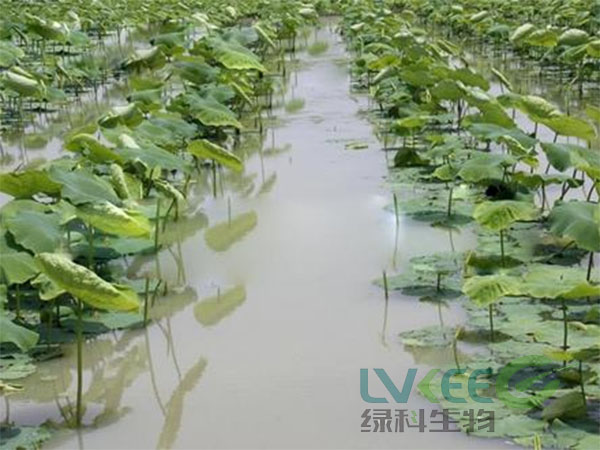 秋季塘口有浮萍处理后