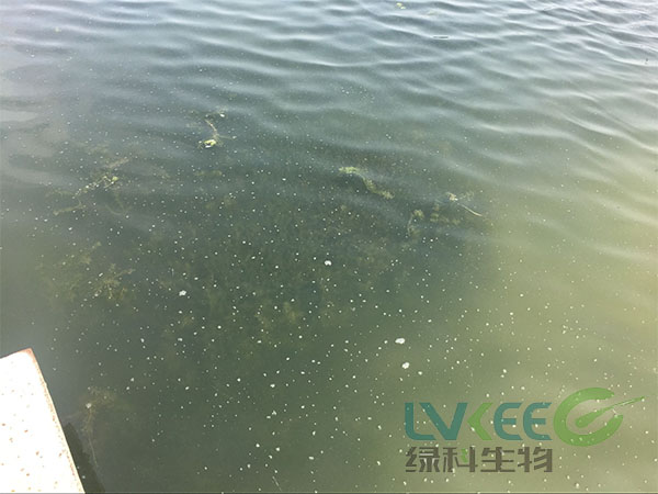 水产养殖白对虾弧菌感染死亡处理前