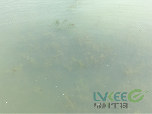 水产养殖白对虾弧菌感染死亡处理后