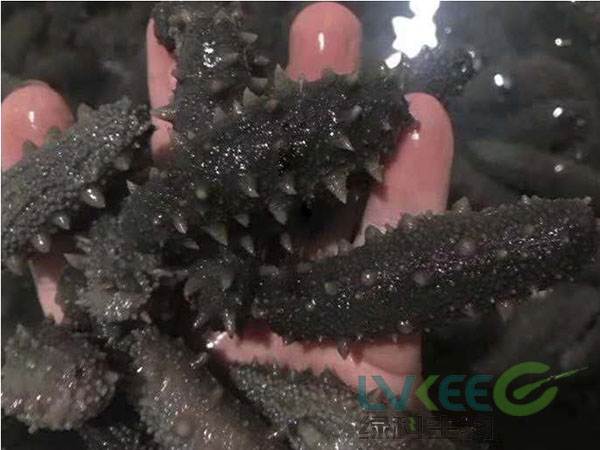 海参养殖乳酸菌拌饲料