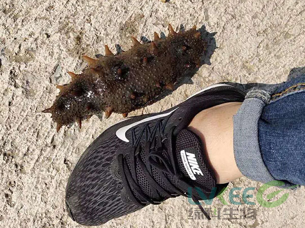 乳酸菌养殖海参