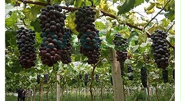 菌种扩培在种植技术中的应用！