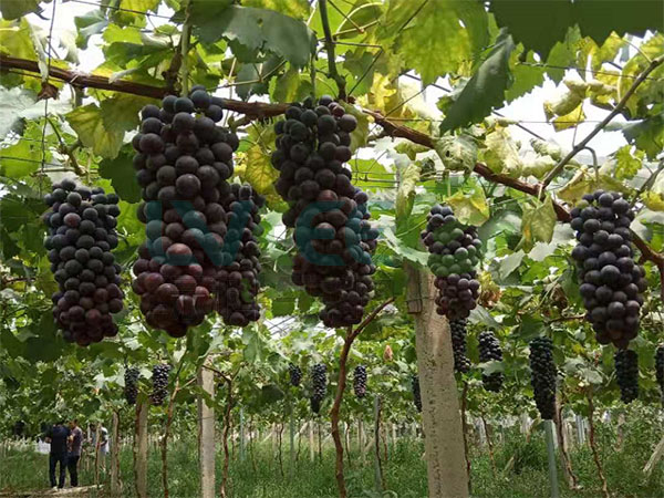 微生物菌剂种植草莓