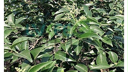 枯草芽孢杆菌对作物土传病害、根腐、烂根、死棵有防治作用吗？