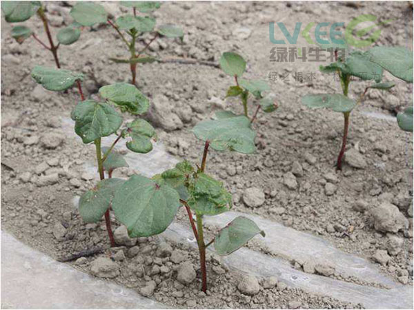 化肥使用过多土壤