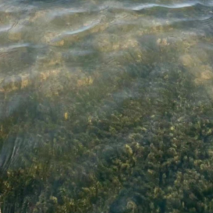 河蟹塘上午水体浑浊，下午水就变清澈，是什么情况？