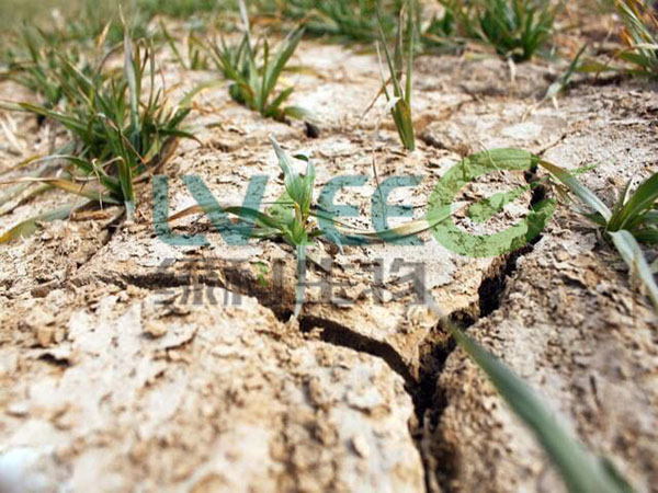 土壤盐碱化严重