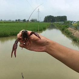 四月份虾塘常见疾病以及预防方案