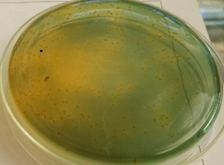 使用前有大量弧菌