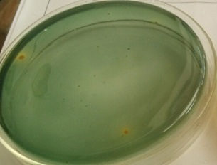 使用后弧菌明显减少