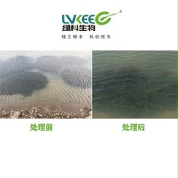 处理水草刚毛藻挂脏案例