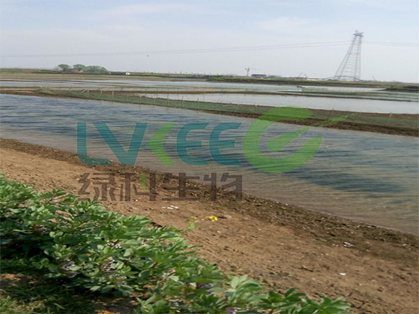 水产养殖芽孢杆菌绿科