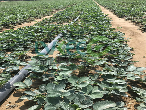 草莓种植枯草芽孢杆菌，乳酸菌