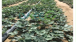 绿科枯草芽孢杆菌和乳酸菌搭配种植草莓，效果让你想不到！