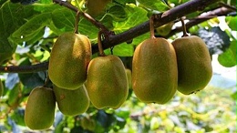 我们是种植猕猴桃,目前土壤盐碱化较严重,贵公司有什么产品可以改善?